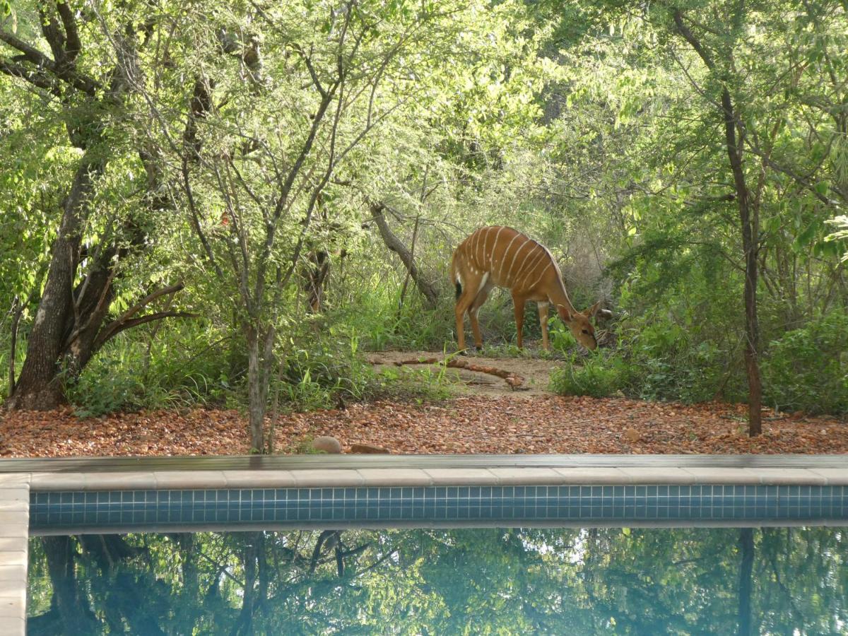 Gem In The Bush Lodge Hoedspruit Extérieur photo